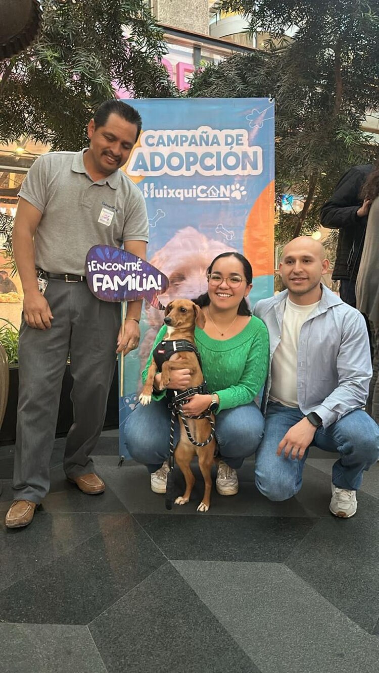 Perros de distintas razas y edades esperan ser adoptados en el Centro de Atención y Protección Animal "Huixquican".
