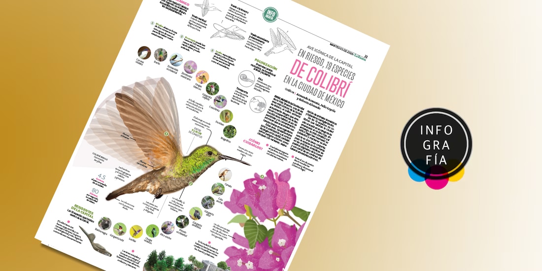 En riesgo, 19 especies de colibrí en la Ciudad de México