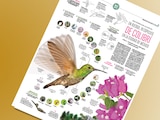 En riesgo, 19 especies de colibrí en la Ciudad de México