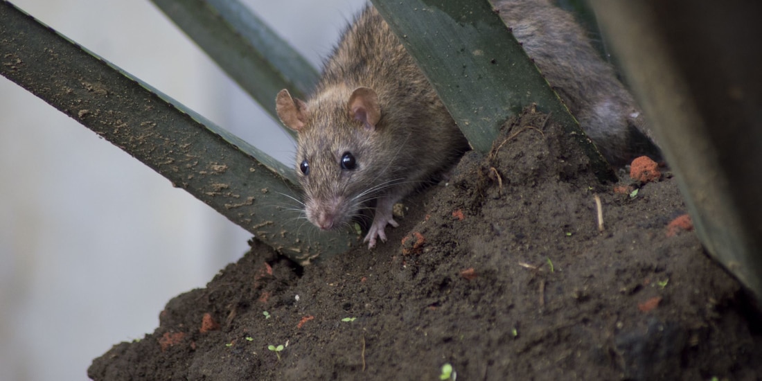 Ven alza de enfermedades por clima