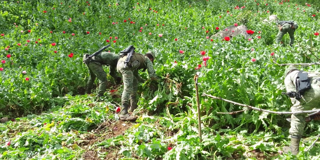 Operación de las fuerzas armadas al destruir drogas.