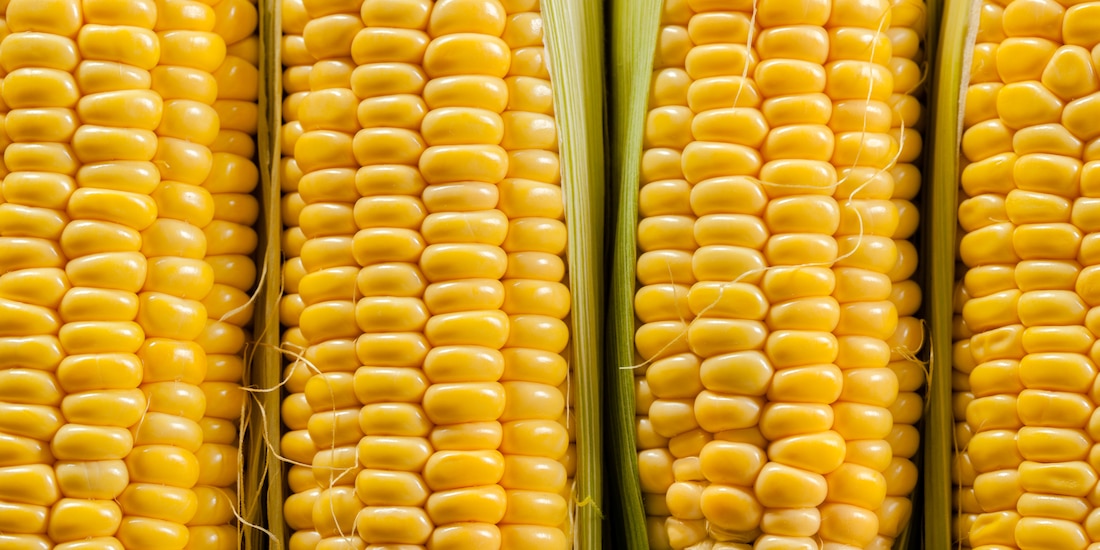 La Secretaría de Economía de México, encabezada por Marcelo Ebrard, anuló tres artículos del "Decreto sobre glifosato y maíz genéticamente modificado".