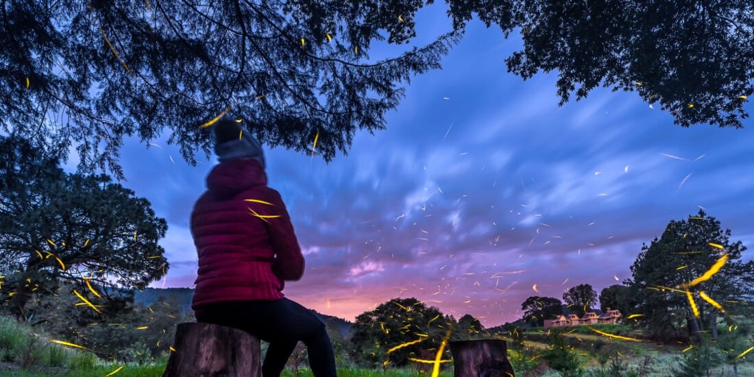 Para disfrutar de este evento natural es necesario hacer el recorrido en la noche.