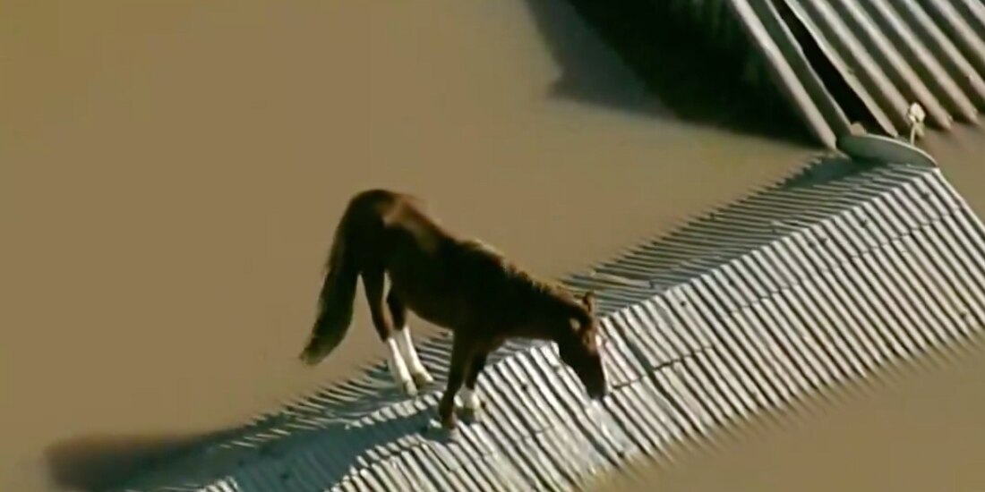 Las lluvias en Brasil no dan tregua ni a los animales.