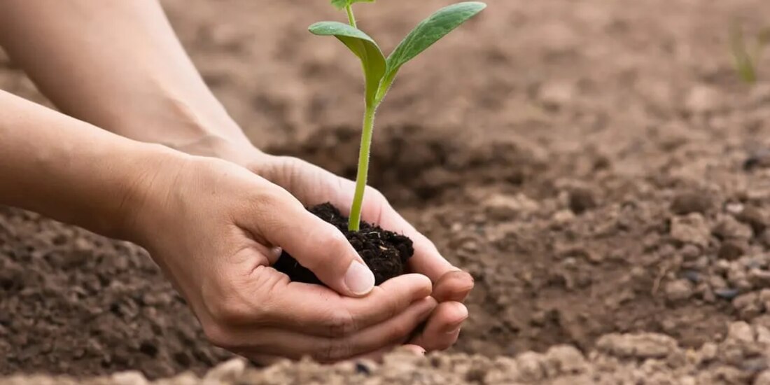 Reforestan más de 450 mil hectáreas con Sembrando Vida