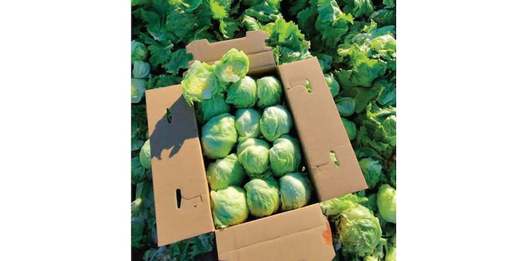 EL ORGANISMO parasitario requiere
madurar cerca de una semana y contamina principalmente el agua de riego que abastece cultivos de vegetales de hoja verde