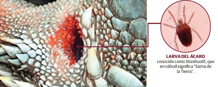 Afectación en el oído del reptil a causa de las larvas.