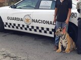 Elementos de la GN rescatan a tigre de bengala en Puebla; lo buscaban desde el 20 de enero