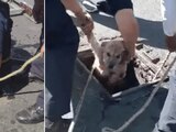 Bomberos rescatan a perrito que cayó en una coladera en Nezahualcóyotl.