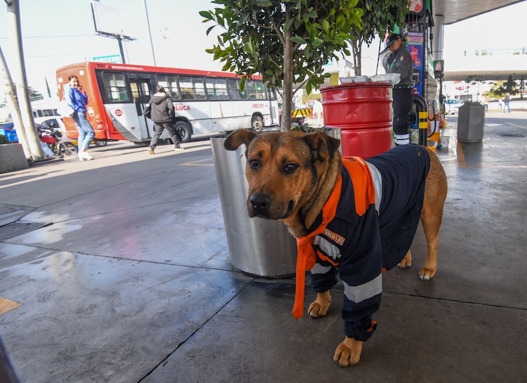 Solovino, perrito que vivía en una gasolinera de Toluca falleció el lunes pasado