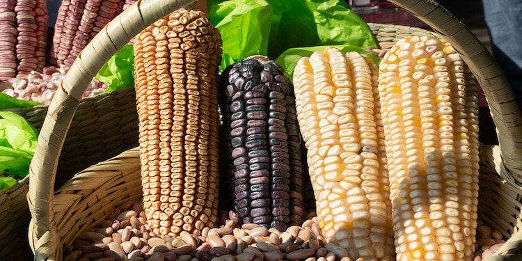 Crece importación de maíz; producción baja en 5 años
