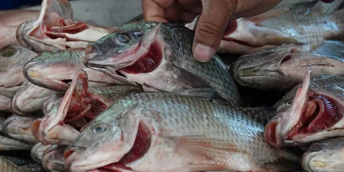 El virus que afecta directamente a peces