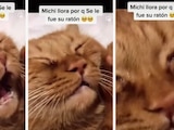 Gato llora porque se le escapó su ratón y se vuelve viral en TikTok.