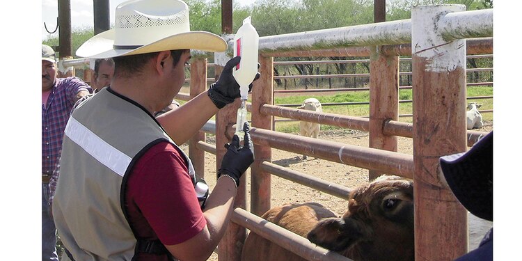 Temperaturas altas complican
contener al gusano barrenador