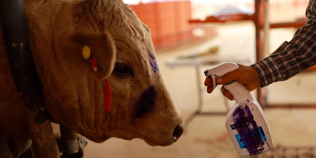 Trabajador trata las heridas de una vaca por gusano barrenador, el pasado 16 de mayo, en Chihuahua.
