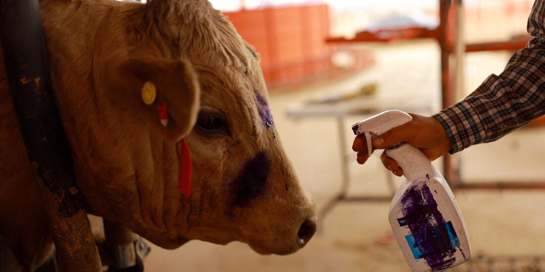 El Gobierno de Yucatán reportó 47 nuevos casos de gusano barrenador del ganado en 19 municipios, elevando el total a 130 contagios confirmados.