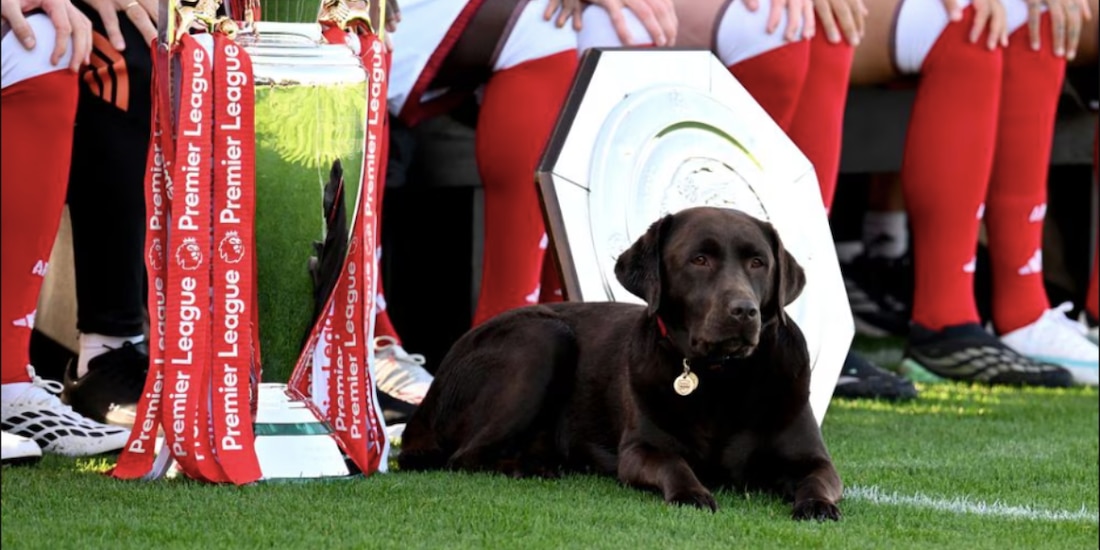 La perrita Win robó protagonismo en la fotografía oficial del Arsenal para la Temporada 2026-2027.