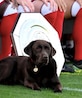 La perrita Win robó protagonismo en la fotografía oficial del Arsenal para la Temporada 2026-2027.