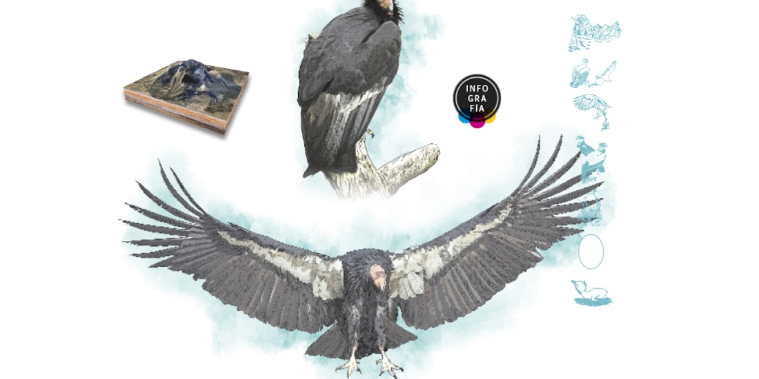 Nacen dos cóndores de California mediante partenogénesis; dan esperanza a la especie<br>