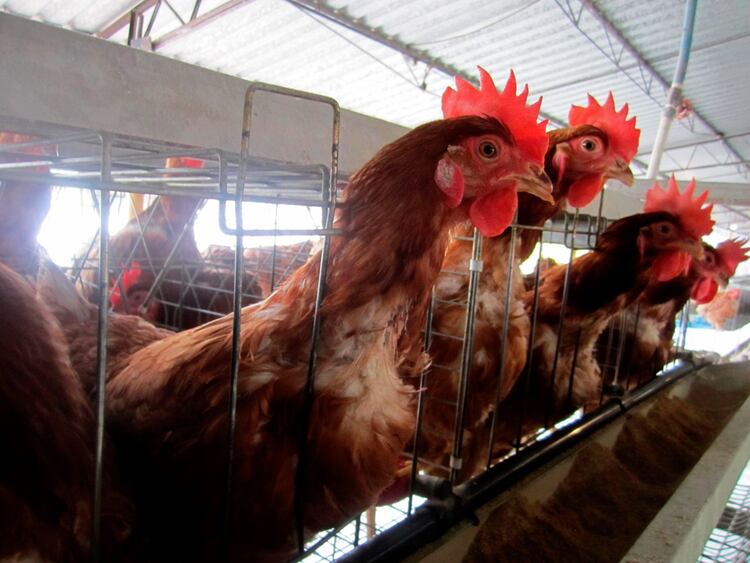 Virus H5N1 se propaga entre animales.
