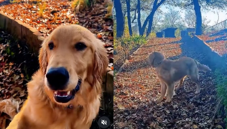Nala, la perrita de Jonathan Meléndez de Camilo Séptimo