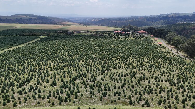 Se han detectado 9 mil 800 hectáreas deforestadas.