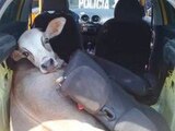 Vaca es hallada en cajuela de un vehículo. Foto: Especial