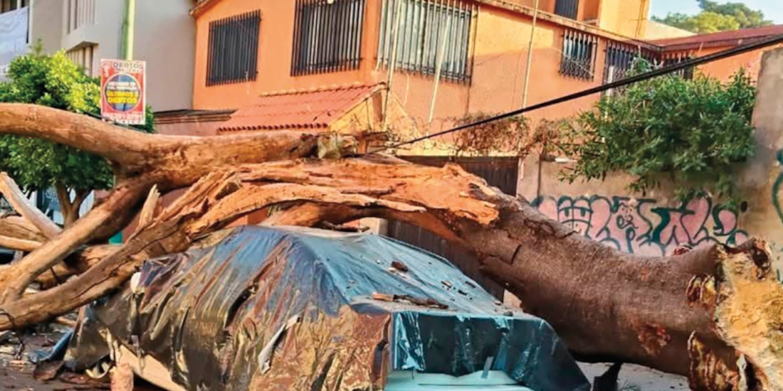 Un árbol cayó sobre un auto estacionado y cables de luz, en la colonia Portales.