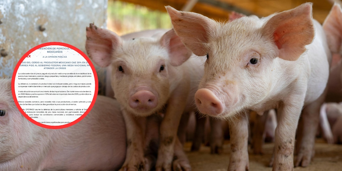 Desplome del precio del cerdo enciende alerta