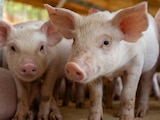 Desplome del precio del cerdo enciende alerta