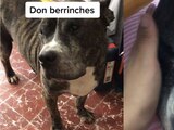 Perrito llora como "kiko" porque no le dan de comer plátano