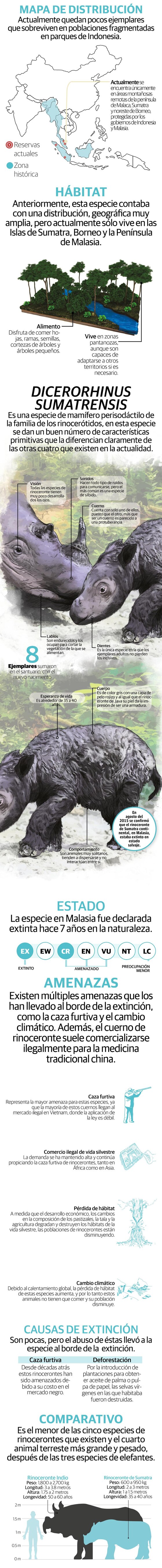 Cría de rinoceronte da esperanza a su especie