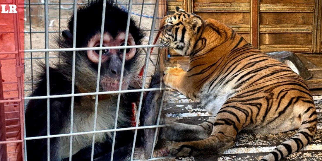 Entre las especies rescatadas en el inmueble de Tijuana hay un tigre siberiano y un mono araña.