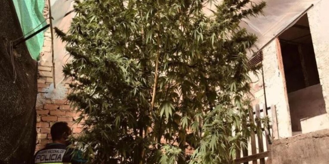 El árbol de mariguana de una pareja