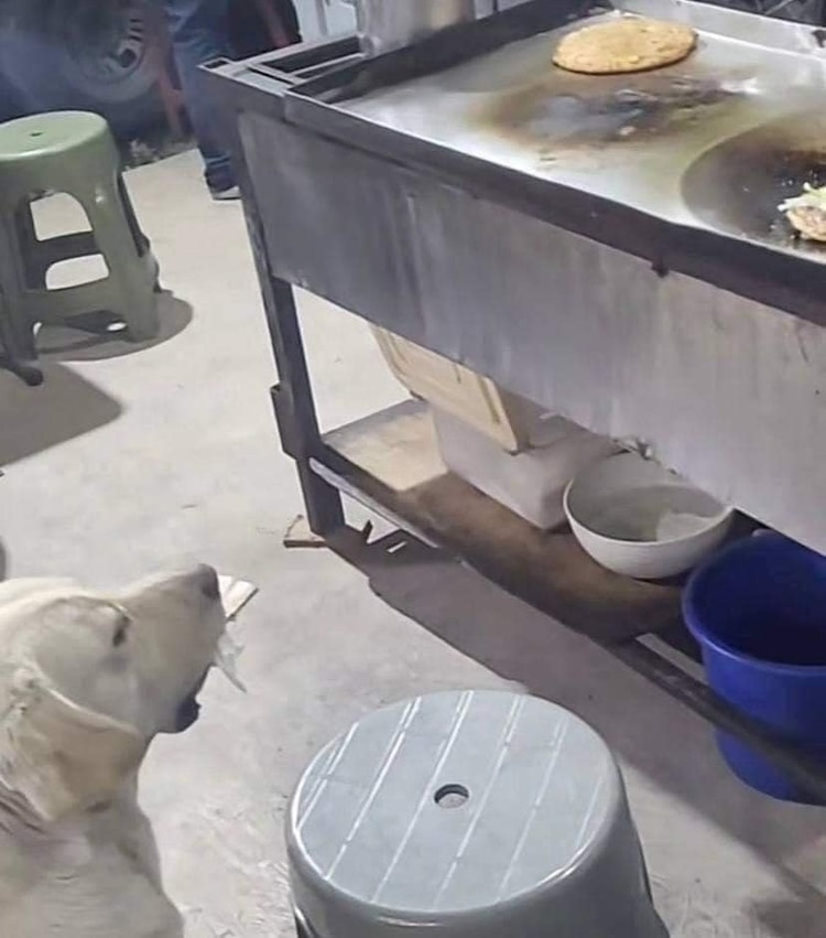 El perrito roba cosas de su casa, para pagar su comida.