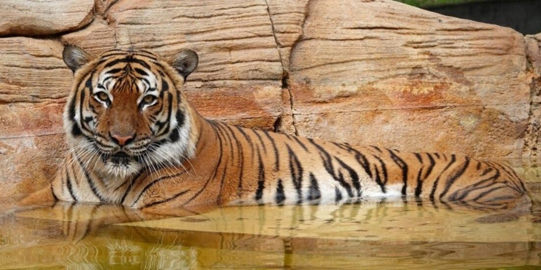 Tras atacar a un trabajador de limpieza, disparan contra el tigre de Malasia, Eko.