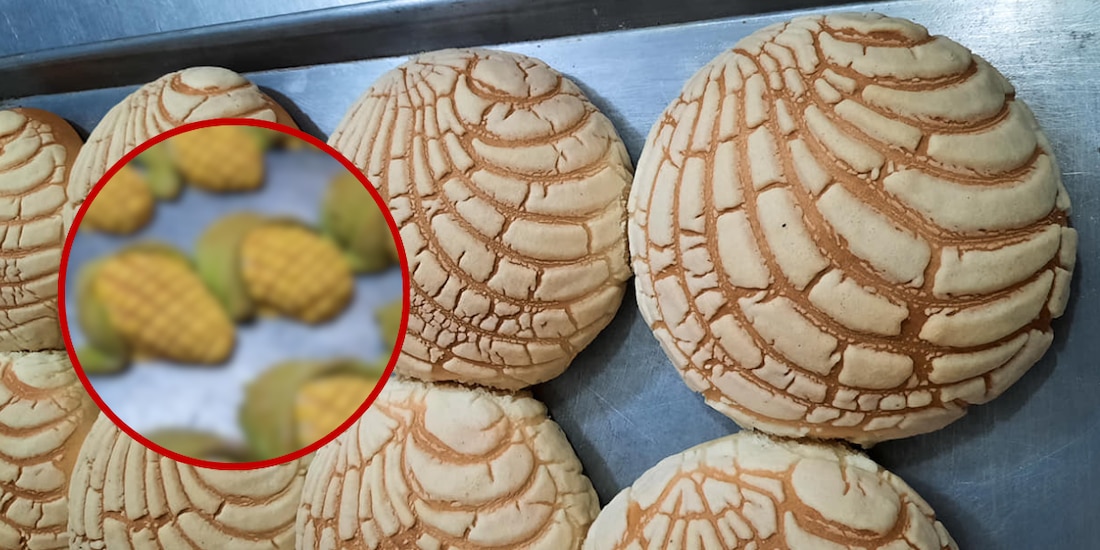 Te decimos donde conseguir tu Conchaelote