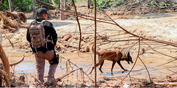 Perritos rescatistas se suman a las labores de búsqueda de personas desaparecidas por paso del huracán Otis.