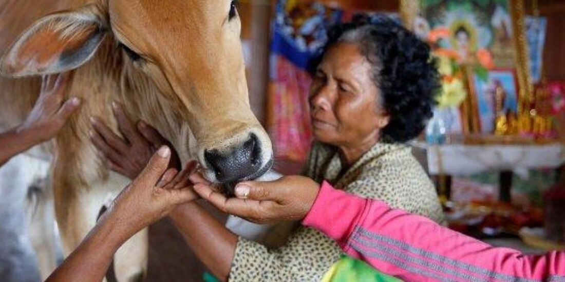 Mujer está convencida de que una vaca es la reencarnación de su esposo, y se casa con el animal