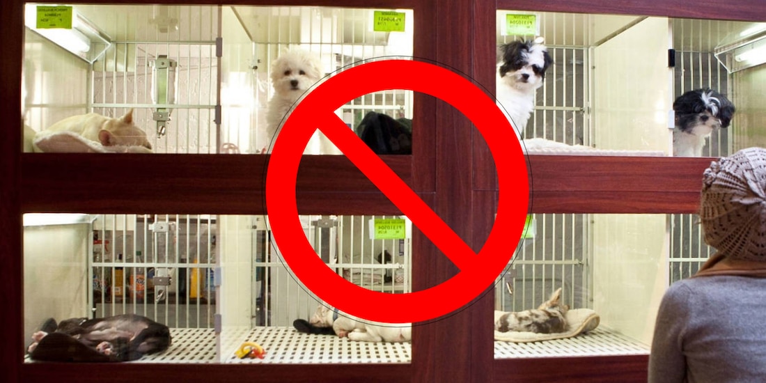 Prohíben en CDMX la exhibición física de mascotas para evitar maltrato