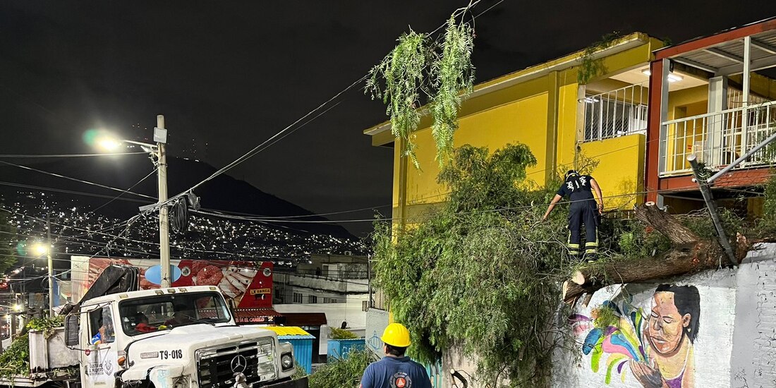 En la GAM, las fuertes lluvias provocaron caídas de ramas.