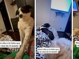 Perrito quita de la cama a su "hermano menor".