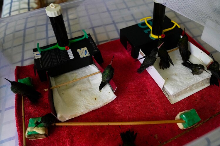 Los colibríes se recuperan en la casa de Catia Lattouf, quien convirtió su apartamento Los colibríes se recuperan en la casa de Catia Lattouf, quien convirtió su apartamento en una clínica para los pequeños pájaros en la Ciudad de México, el lunes 7 de agosto de 2023.