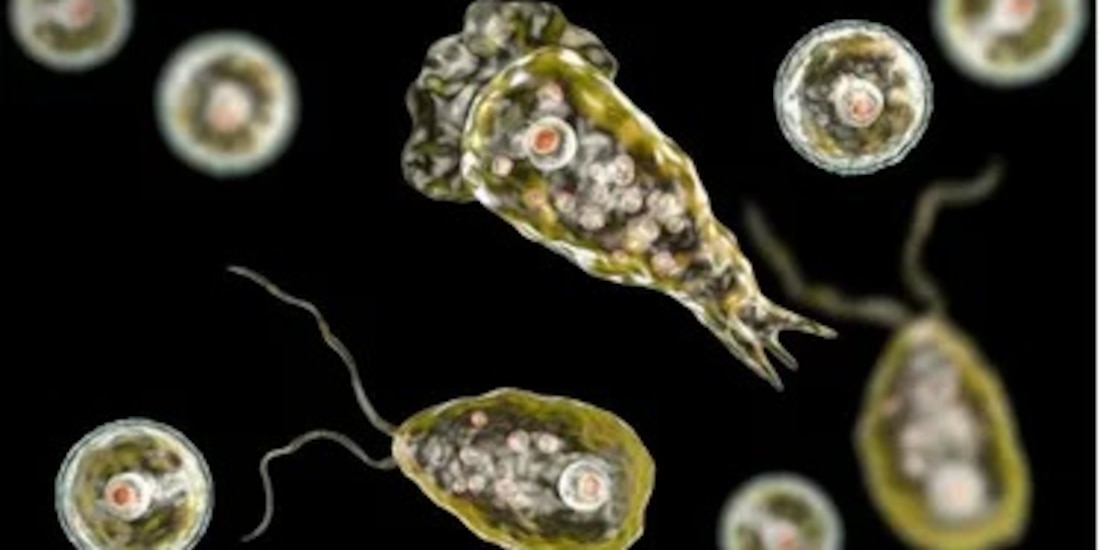 Imagen temática sobre el análisis de la ameba Naegleria fowleri.