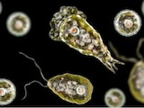 Imagen temática sobre el análisis de la ameba Naegleria fowleri.