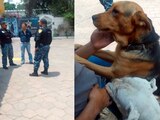 personal de la BVA de la SSC, brindó atención médica a un perrito que posiblemente recibió maltrato en un domicilio en la alcaldía Gustavo A. Madero