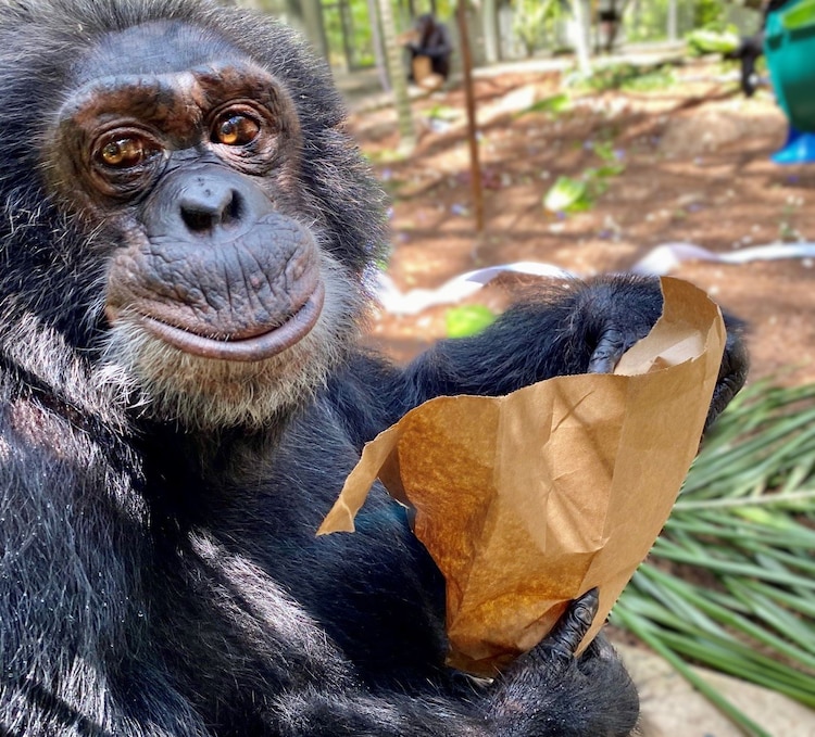 Bubbles, el chimpancé de Michael Jackson
