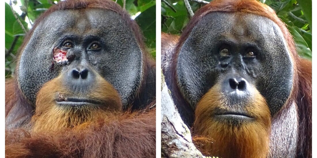 El orangután usó la naturaleza para curarse.