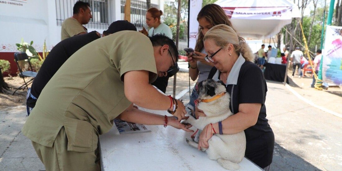 Alcaldía Álvaro Obregón realiza la Feria del Bienestar Animal.