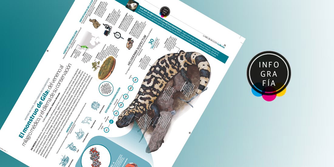 El monstruo de Gila: del veneno al
milagro médico, y el dilema de su conservación